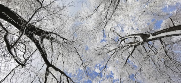 Snow-covered treetops rise up into the cold, blue winter sky, Rennsteig, Thuringian Forest