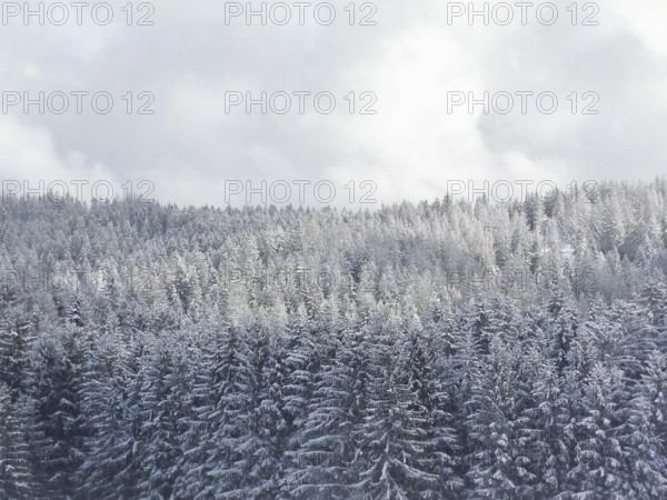 Snow-covered forest with dense trees under a cloudy sky, Fichtelgebirge, Upper Franconia