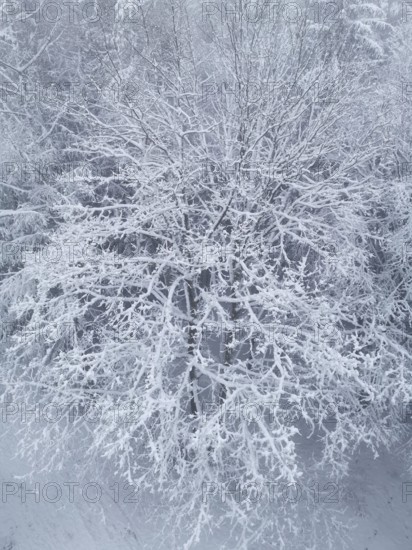 Snowy tree landscape with snow-covered branches, quiet winter atmosphere, Franconian Forest