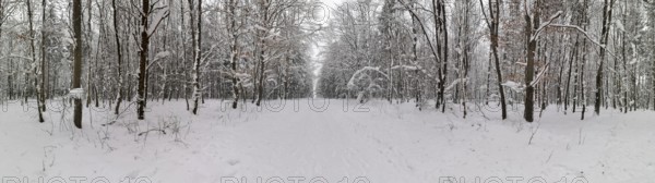 Panoramic view of a snowy forest trail flanked by snow-covered trees, Rennsteig, Frankenwald nature park Park