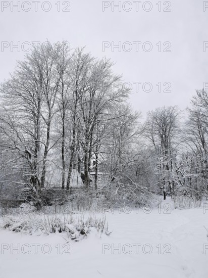 A house behind snow-covered trees stands in a quiet winter landscape under grey skies, Frankenwald nature park Park