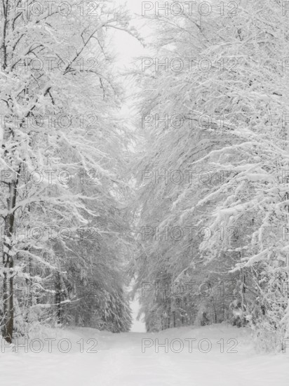 Snowy forest trail flanked by tall, snow-covered trees in a winter landscape, Rennsteig, Frankenwald nature park Park
