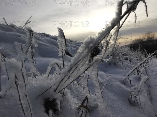 Close-up of frosty plants in snow at sunset, Franconian Forest