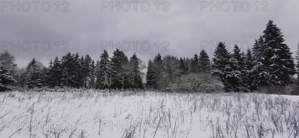 Open snowy area with limited row of trees under grey winter sky, Rennsteig, Thuringian Forest