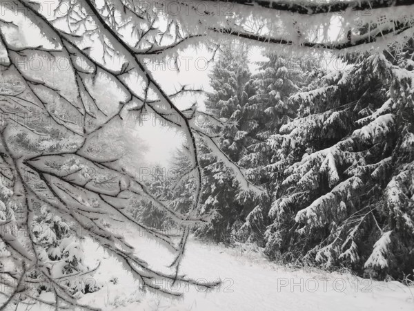 Snowy tree branches in a quiet winter forest, Fichtelgebirge, Bavaria