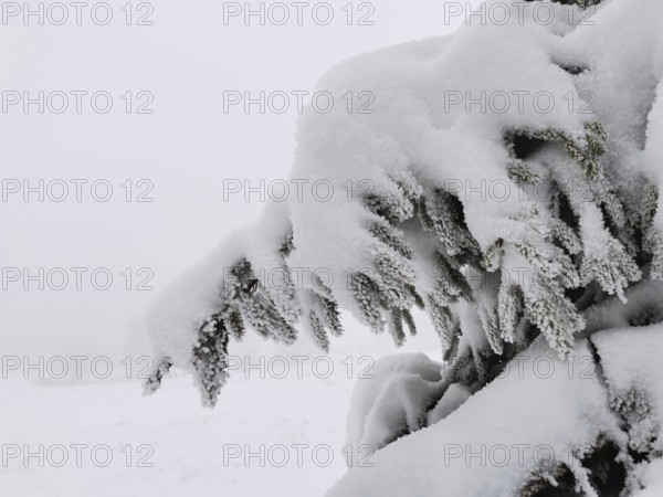 Close-up of a snow-covered pine branch catching winter, Rennsteig, Thuringian Forest