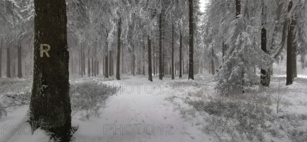 Snowy forest trail with sign in a quiet atmosphere between tall trees, Rennsteig, Thuringian Forest