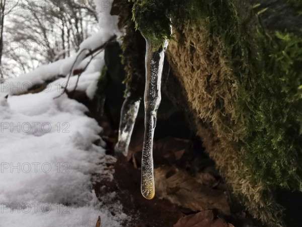 Icicles hang on a moss-covered log near a snowy landscape dividing path, Thuringian Forest