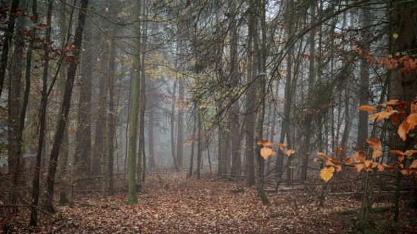 Mystical forest trail with autumn leaves and fog, mystical, romantic, Franconian Forest nature park Park