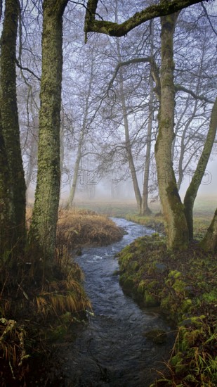 A stream snakes through foggy, bare forest, surrounded by moist moss and dead leaves, mystical, romantic, Rennsteig, Frankenwald