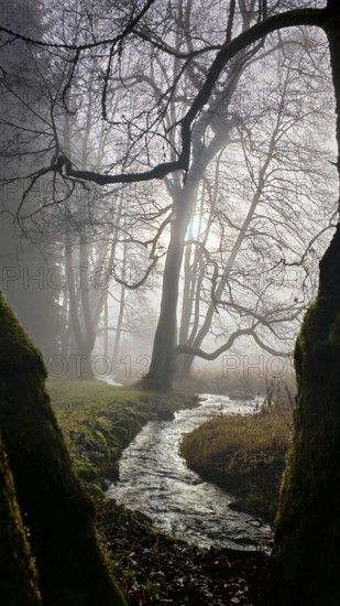 Narrow stream winds through foggy forest, sun rays break through bare treetops, mystical, romantic, Rennsteig, Frankenwald