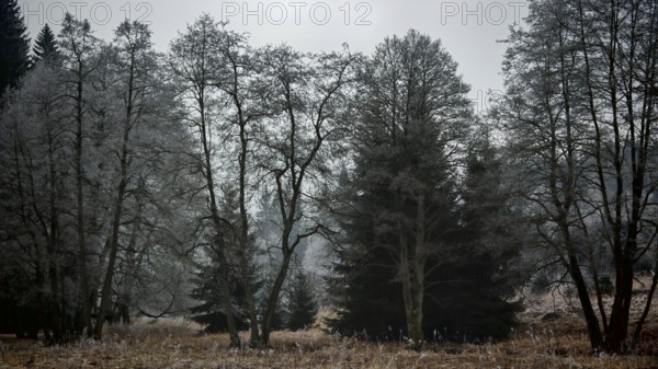 A frosty forest in cool winter light with bare trees and an eerie atmosphere, mystical, romantic, Rennsteig, Frankenwald