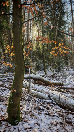 An autumnal forest with scattered colorful leaves and warm sunlight, mystical, romantic, Rennsteig, Thuringian Forest