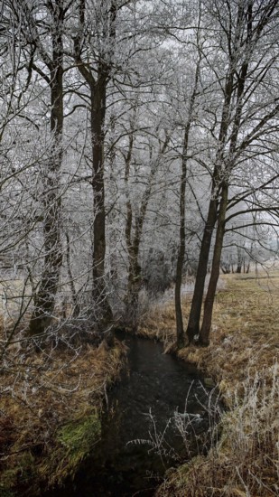 A small stream snakes through a wintery, snowy forest, mystical, romantic, Franconian Forest nature park Park
