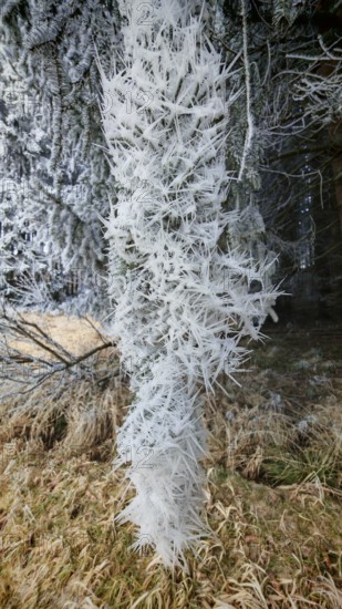 Long icicles hanging from a branch, which can be seen in a winter environment, ice crystals, Franconian Forest, Rennsteig