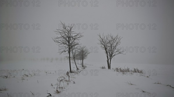 A snow-covered path, lined with bare trees under a foggy sky, mystical, romantic, Rennsteig, Thuringian Forest