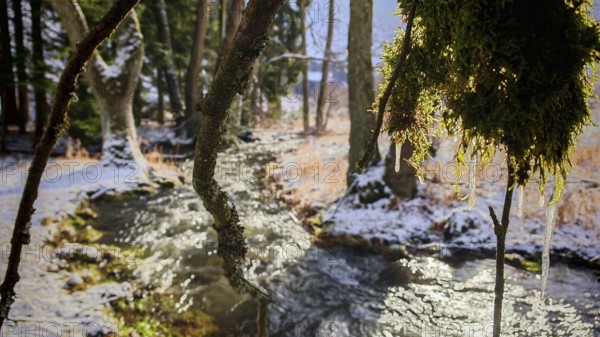 A small stream in the forest, branches covered with frost and moss in the foreground, Frankenwald, Rennsteig