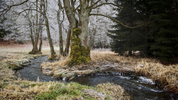 A small stream flows through an autumnal forest landscape with bare trees, mystical, romantic, Rennsteig, Frankenwald