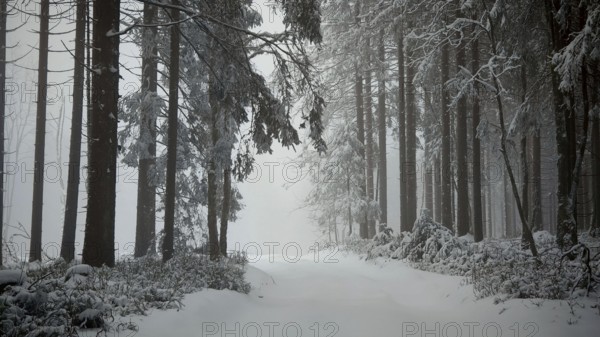 A snowy pine forest, fog creates a mystical, quiet atmosphere, mystical, romantic, Rennsteig, Thuringian Forest