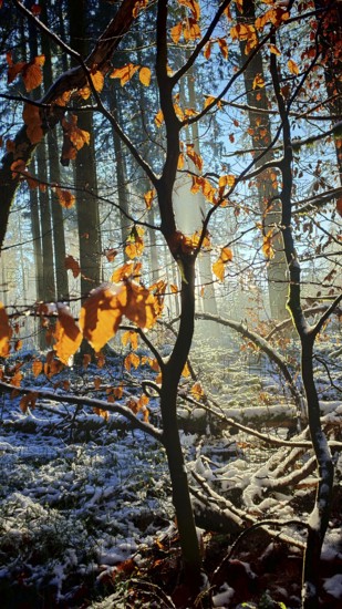 Sun rays penetrate leaves and trees in a snowy forest, mystical, romantic, Franconian Forest nature park Park