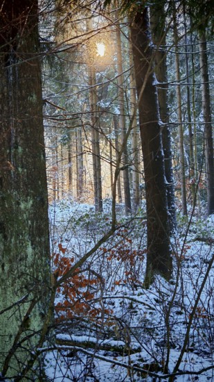 Snowy forest scene with rays of light shining through the trees, mystical, romantic, Franconian Forest nature park Park