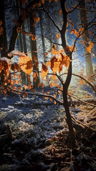 Close up of illuminated autumn leaves in a snowy forest, mystical, romantic, Franconian Forest nature park Park