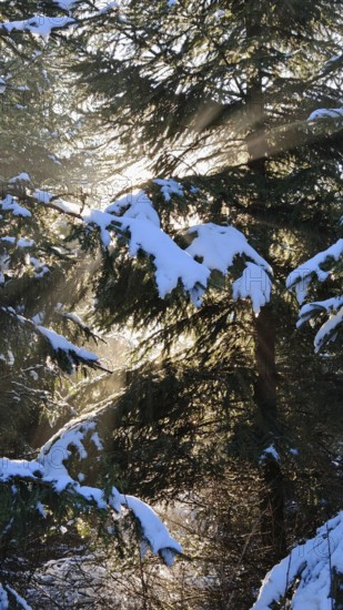 Sunbeams illuminate snow-covered fir trees in a winter forest, mystical, romantic, Frankenwald nature park Park