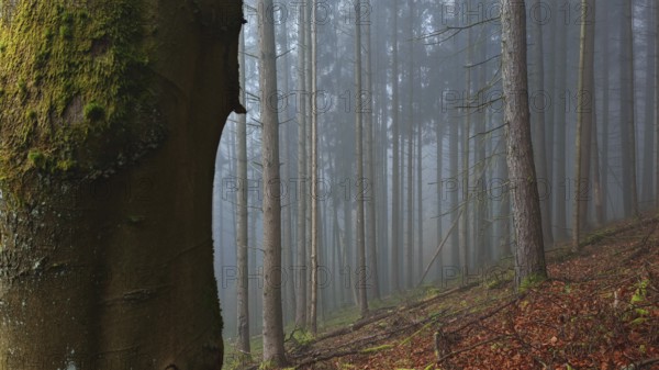 Misty forest with tall trees and moss, mystical, romantic, Franconian Forest nature park Park