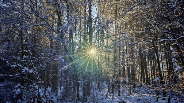 Sun rays break through snow-covered trees in the forest, creating a magical scene, mystical, romantic, Franconian Forest nature park Park