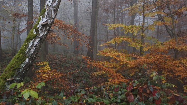 Birch bark and colorful leaves in a foggy autumn forest, mystical, romantic, Franconian Forest nature park Park