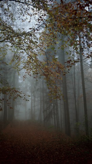 Autumn forest in fog with falling leaves, mystical, romantic, Franconian Forest nature park Park