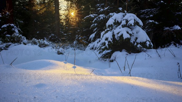A sunny winter day in the forest, the snow glitters in the setting sun, mystical, romantic, Franconian Forest nature park Park