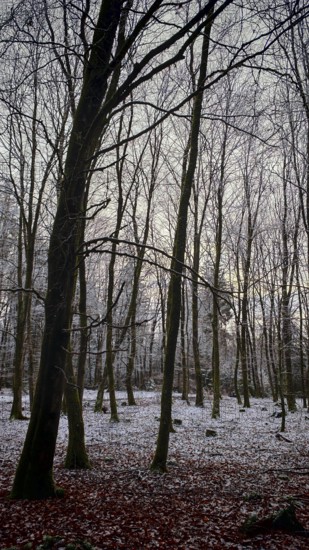 A wintery forest with soft light falling through bare branches, mystical, Franconian Forest, Rennsteig