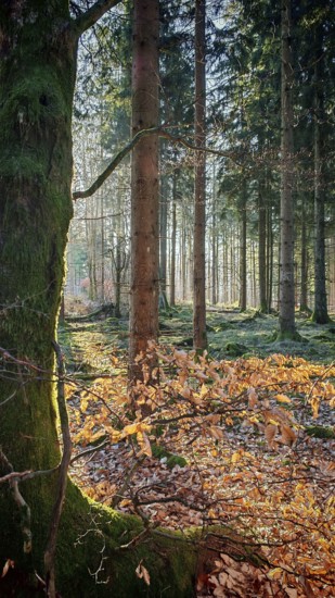 Sunlight falls through the trees onto the forest floor, covered with colorful autumn leaves and moss, Rennsteig, Frankenwald