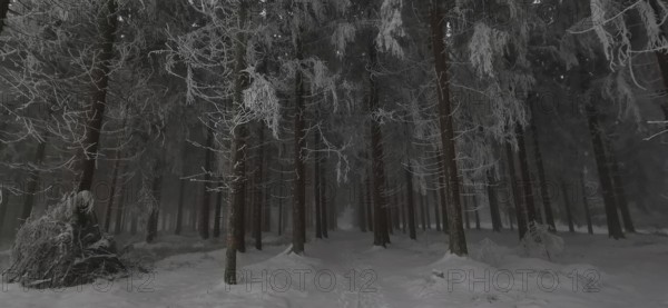 Snow-covered, quiet forest with tall, dark trees and discreet lighting, Rennsteig, Thuringian Forest