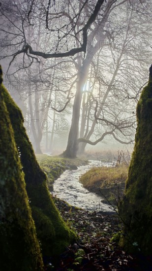 A small stream flows through a foggy forest, pierced by sunlight, surrounded by moss-covered trees, mystical, romantic, Rennsteig, Franconian Forest