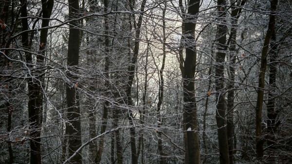 A snow-covered forest in winter, illuminated by the soft light of sunset, mystical, romantic, Rennsteig, Thuringian Forest