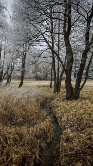 A wintry field with trees covered by a thin layer of snow, small stream, mystical, romantic, Rennsteig, Frankenwald