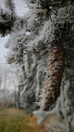 A cone covered by frosty ice crystals hangs on a pine branch, Rennsteig, Frankenwald nature park Park