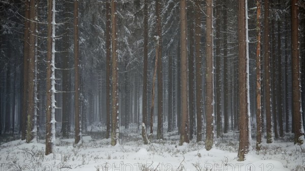 Snowy trees in a quiet, wintry forest, mystical, romantic, Rennsteig, Thuringian Forest