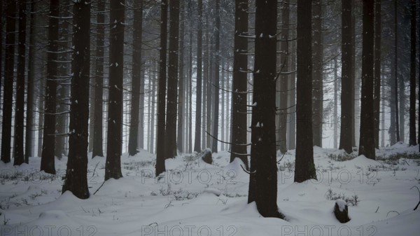 Wintery forest with fog that creates a calm and mysterious atmosphere, mystical, romantic, Rennsteig, Thuringian Forest
