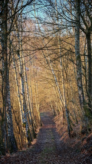 A sunny forest trail lined with birch trees, in an autumn atmosphere, Franconian Forest
