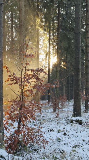 Sun shines through snow-covered trees and creates a golden glow, mystical, romantic, Franconian Forest nature park Park