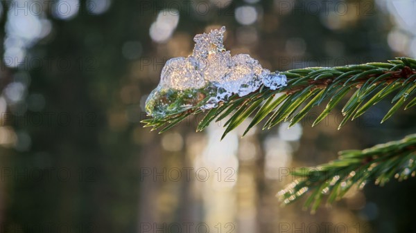 Close-up of snow sparkling on a pine branch in a winter forest, mystical, romantic, Frankenwald nature park Park
