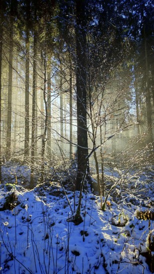 Rays of light fall on a snowy forest floor and create a quiet atmosphere, mystical, romantic, Franconian Forest nature park Park