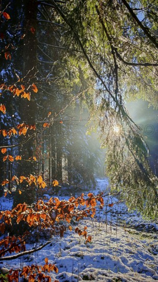 Light-flooded forest with autumn leaves and snow creates a magical atmosphere, mystical, romantic, Franconian Forest nature park Park