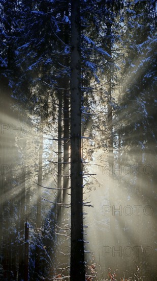 Rays of light penetrate a snowy forest and create an enchanting winter atmosphere, mystical, romantic, Frankenwald nature park Park