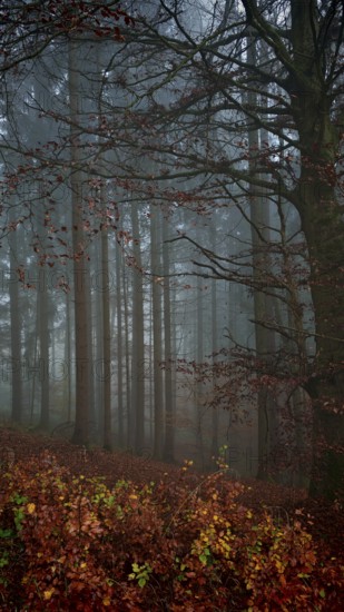 Misty forest with tall trees and brown leaves, a quiet and mysterious landscape, mystical, romantic, Franconian Forest nature park Park