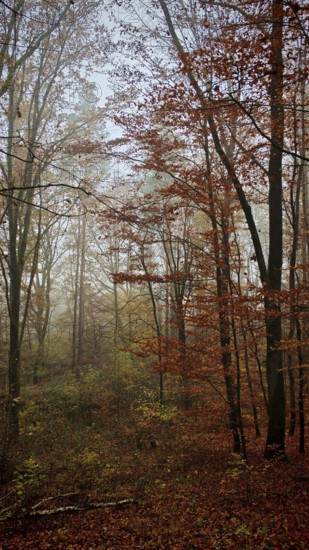 Autumnal forest with light fog and quiet atmosphere, mystical, romantic, Franconian Forest nature park Park