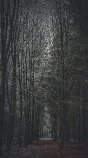 A dark, atmospheric forest trail with winter flair, mystical, romantic, Franconian Forest, Rennsteig